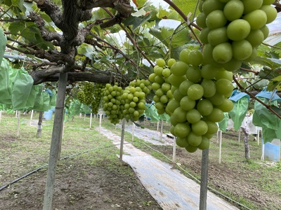 【2025年度は終了しました】【収穫体験】【ぶどう狩り】シャインマスカット限定