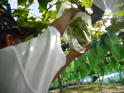 【2025年度は終了しました】【収穫体験】【ぶどう狩り】シャインマスカット限定