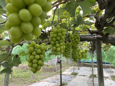 【2025年度は終了しました】【収穫体験】【ぶどう狩り】シャインマスカット限定