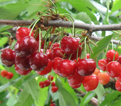 平日昼食バイキング