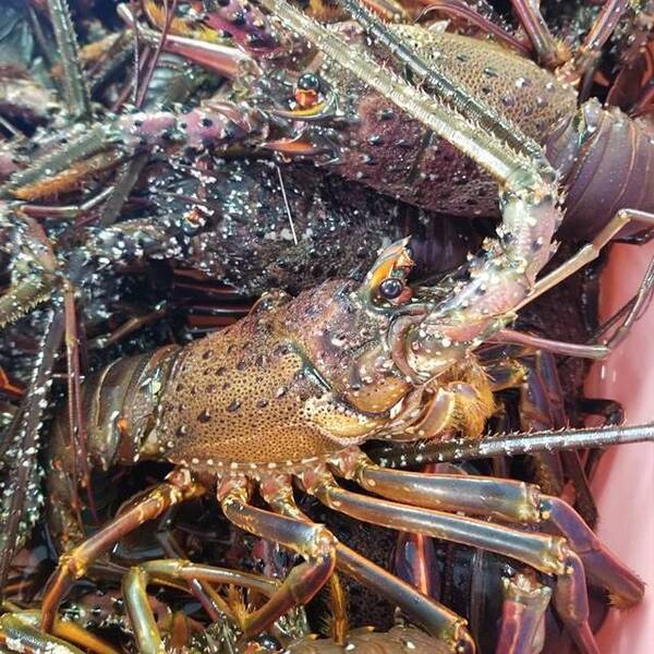 熱海魚市場:感動の「ふれる」体験!活気あふれるセリを見学