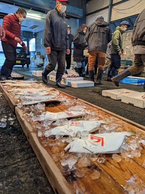 熱海魚市場：感動の「ふれる」体験！活気あふれるセリを見学