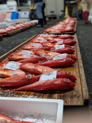 熱海魚市場：感動の「ふれる」体験！活気あふれるセリを見学