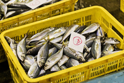 熱海魚市場：感動の「ふれる」体験！活気あふれるセリを見学