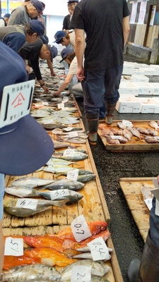 熱海魚市場：感動の「ふれる」体験！活気あふれるセリを見学