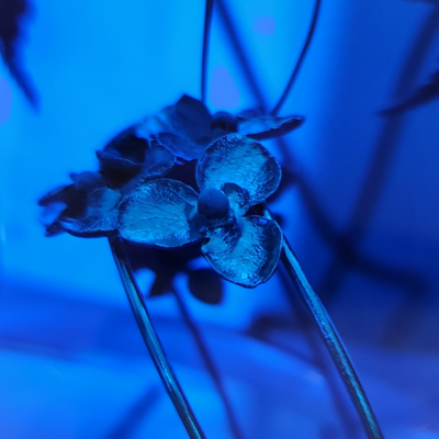 エレクトロフォーミング ワークショップ