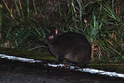 住用町住民優先枠（令和7年度年末年始）