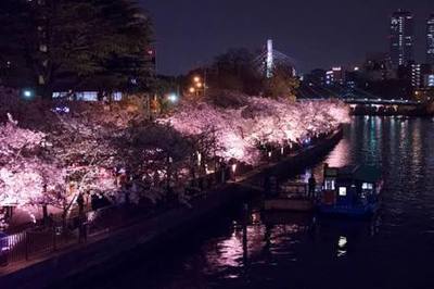 🌸 110分貸切桜クルーズ（１２名乗り）🌸