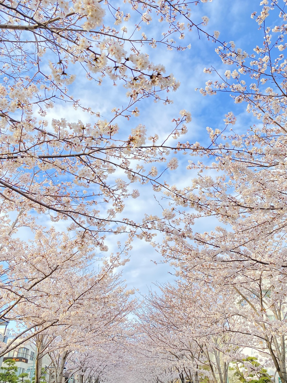 3月31日　神奈川県逗子プラザ市民センター　瞑想体験会
