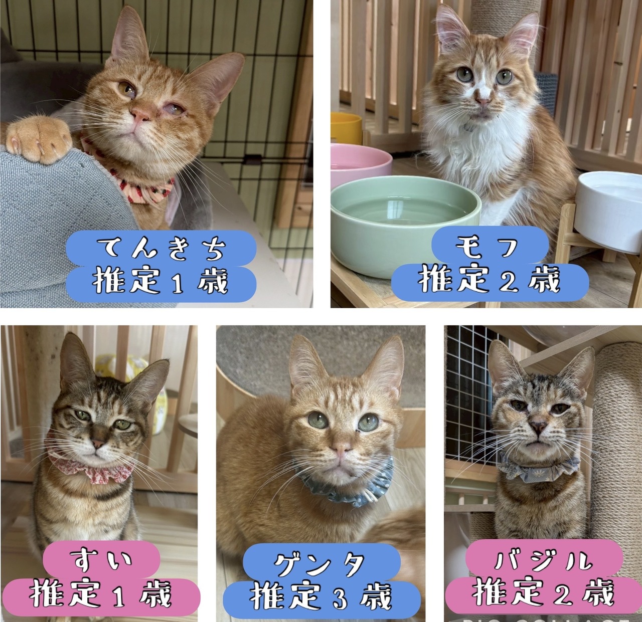 「第１回オンライン譲渡会」ｉｎ　猫の森ハウス