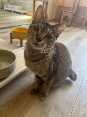 「第１回オンライン譲渡会」ｉｎ　猫の森ハウス