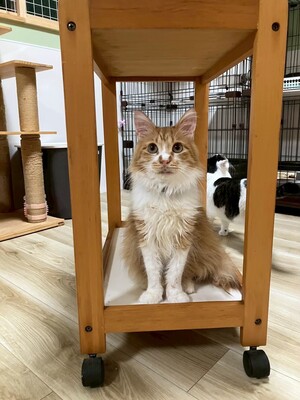 「第１回オンライン譲渡会」ｉｎ　猫の森ハウス