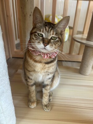 「第１回オンライン譲渡会」ｉｎ　猫の森ハウス