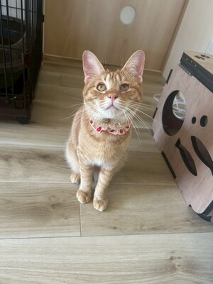 「第１回オンライン譲渡会」ｉｎ　猫の森ハウス