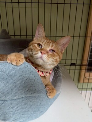 「第１回オンライン譲渡会」ｉｎ　猫の森ハウス