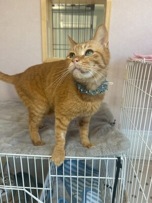 「第１回オンライン譲渡会」ｉｎ　猫の森ハウス