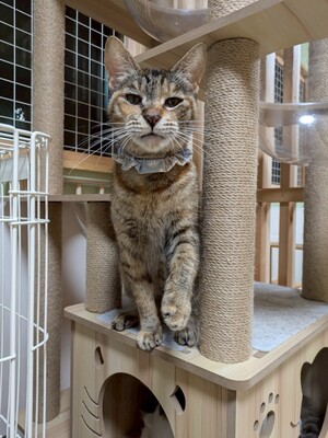 「第１回オンライン譲渡会」ｉｎ　猫の森ハウス