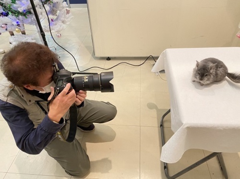 4/25-26開催  『♡愛チンチラとの想い出を残そう♡』プロカメラマンによる撮影会