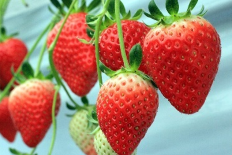 【西東京市・小平市】いちご収穫体験｜2025年2月11日(祝) 