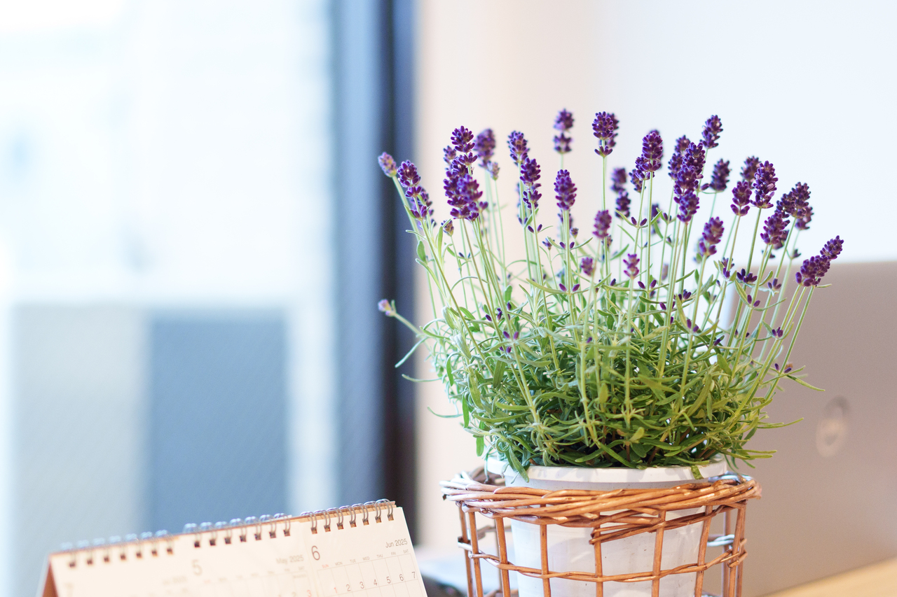 【初回限定】アロマボディトリートメント