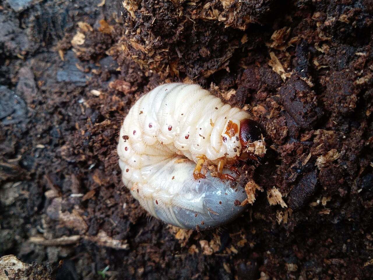 【瀬田】カブトムシの幼虫プレゼント｜2025年3月1日(土)