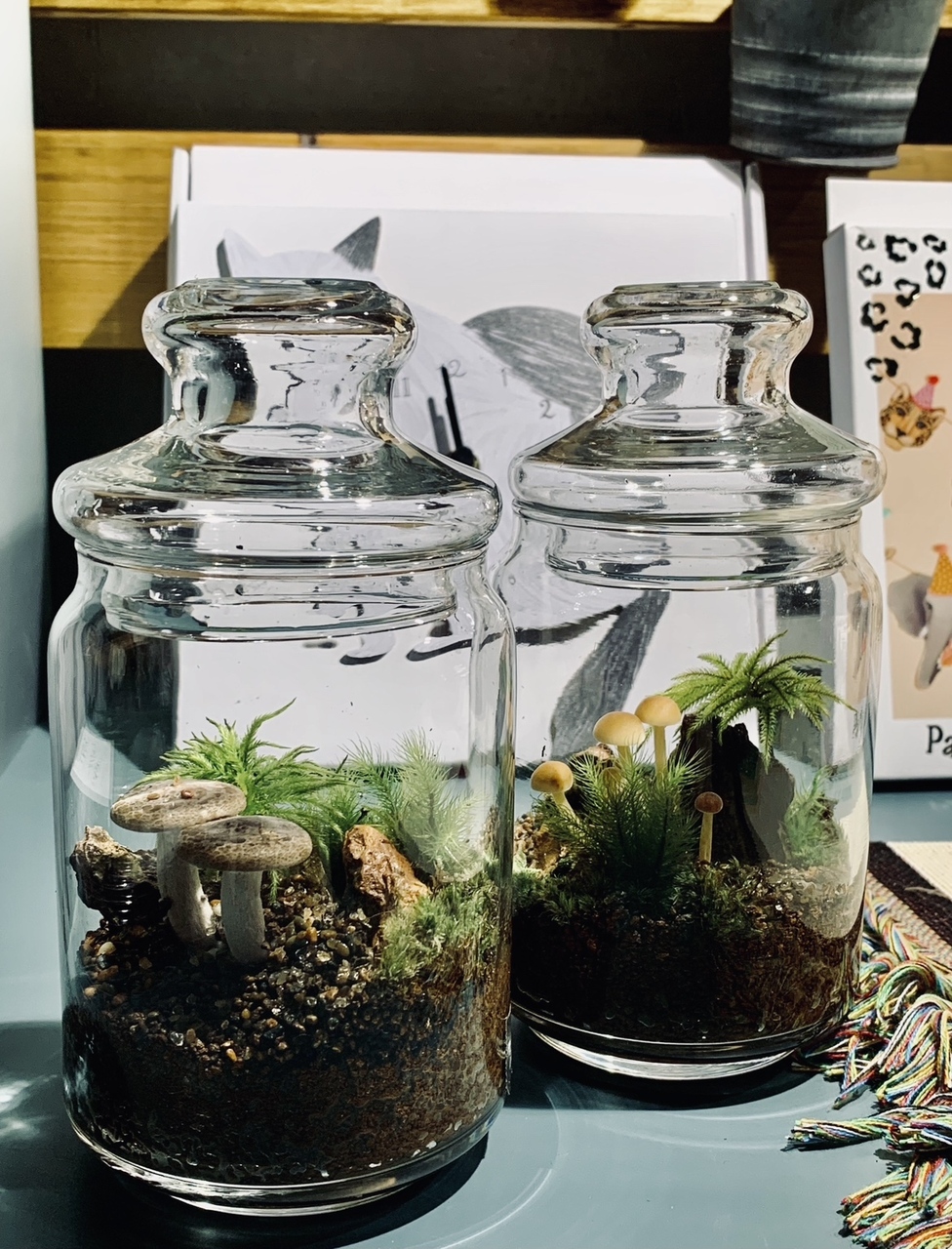 11/30(日) 開催！～ 横浜BQ店～冬の時期だけのキノコテラリウムも登場！！大好評の苔テラリウムのワークショップ