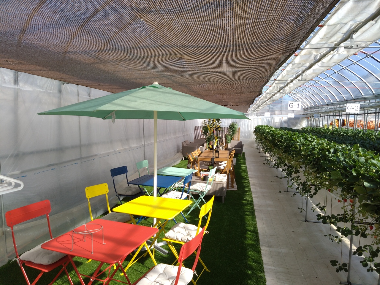 土日祝日のご予約はこちら！！【千葉市いちご狩り】50分間の完全貸し切り！特別ないちご狩り、VIP棟のご案内