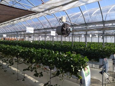 土日祝日のご予約はこちら！！【千葉市いちご狩り】50分間の完全貸し切り！特別ないちご狩り、VIP棟のご案内