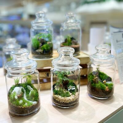 【 仙台アエル店】1月全4回　苔テラリウム教室　Terrariums sendai