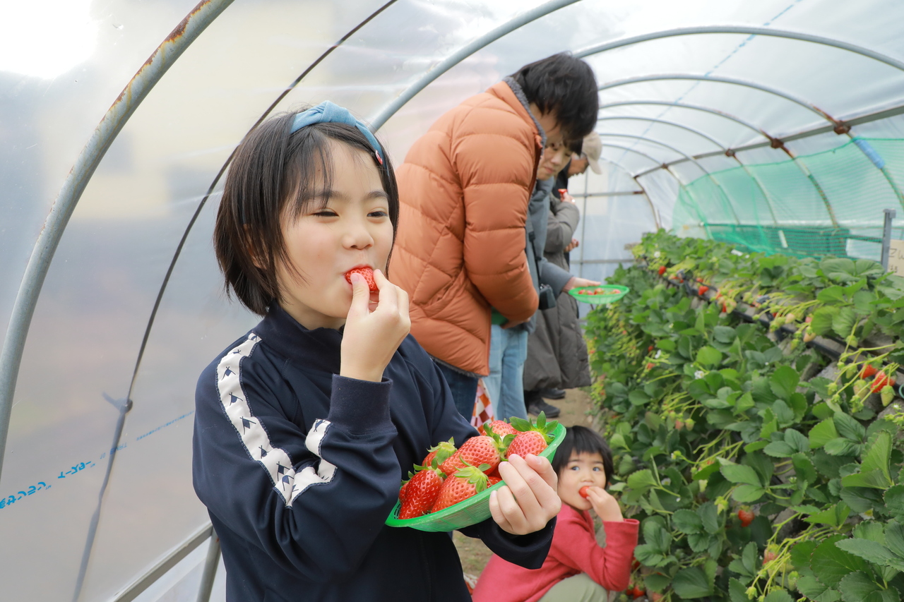 【農業体験】あまくておいしい！　福岡・志賀島「あまおう」のいちご栽培＆収穫体験