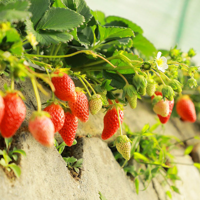 【農業体験】あまくておいしい！　福岡・志賀島「あまおう」のいちご栽培＆収穫体験