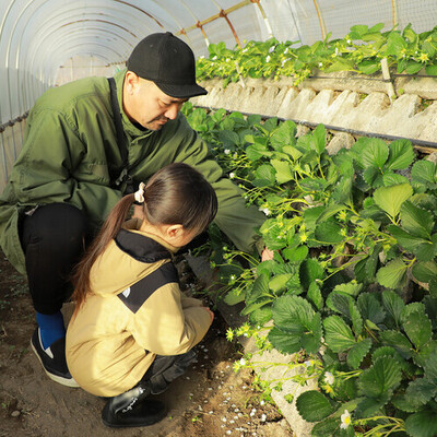 【農業体験】あまくておいしい！　福岡・志賀島「あまおう」のいちご栽培＆収穫体験
