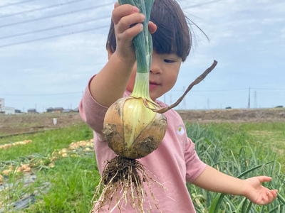 2024年OPEN【新玉ねぎの収穫体験(詰め放題)】