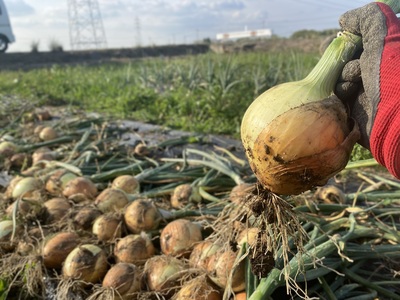 2024年OPEN【新玉ねぎの収穫体験(詰め放題)】