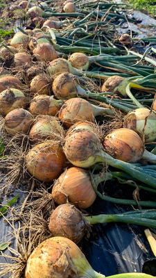 2024年OPEN【新玉ねぎの収穫体験(詰め放題)】