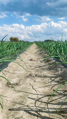 2024年OPEN【新玉ねぎの収穫体験(詰め放題)】