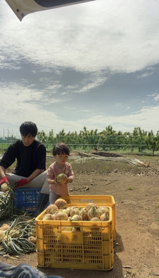 2024年OPEN【新玉ねぎの収穫体験(詰め放題)】