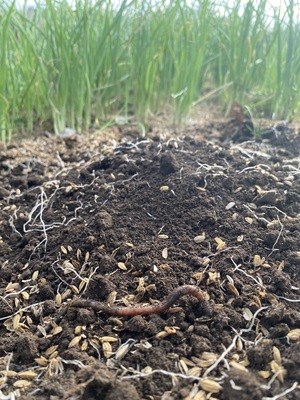 2024年OPEN【新玉ねぎの収穫体験(詰め放題)】