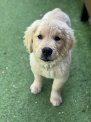 【平日】平日限定価格‼️大型犬パピー達とモフモフ体験🐶