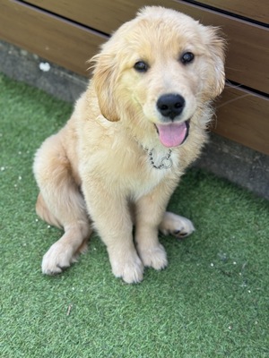 【平日】平日限定価格‼️大型犬パピー達とモフモフ体験🐶