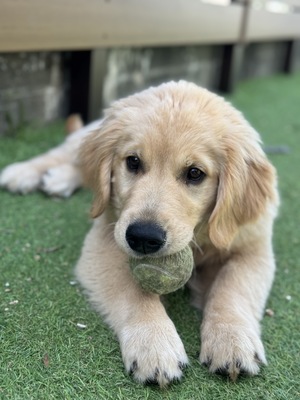 【平日】平日限定価格‼️大型犬パピー達とモフモフ体験🐶