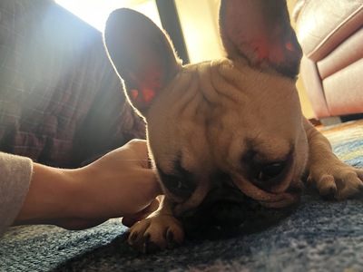 【平日】平日限定価格‼️大型犬パピー達とモフモフ体験🐶