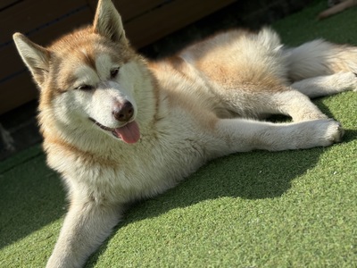 【平日】平日限定価格‼️大型犬パピー達とモフモフ体験🐶