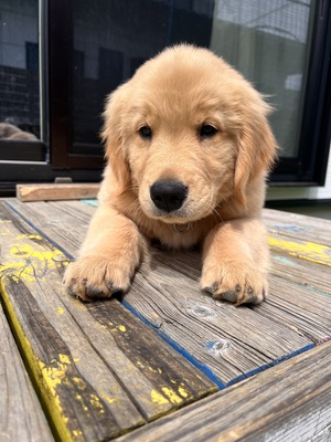 【平日】平日限定価格‼️大型犬パピー達とモフモフ体験🐶