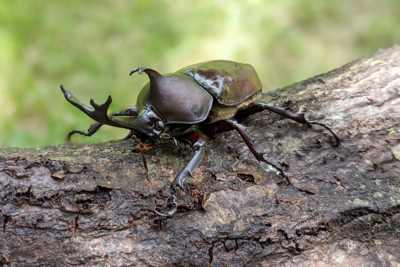 【世田谷】カブトムシキングダム｜2025年7月20日(日)