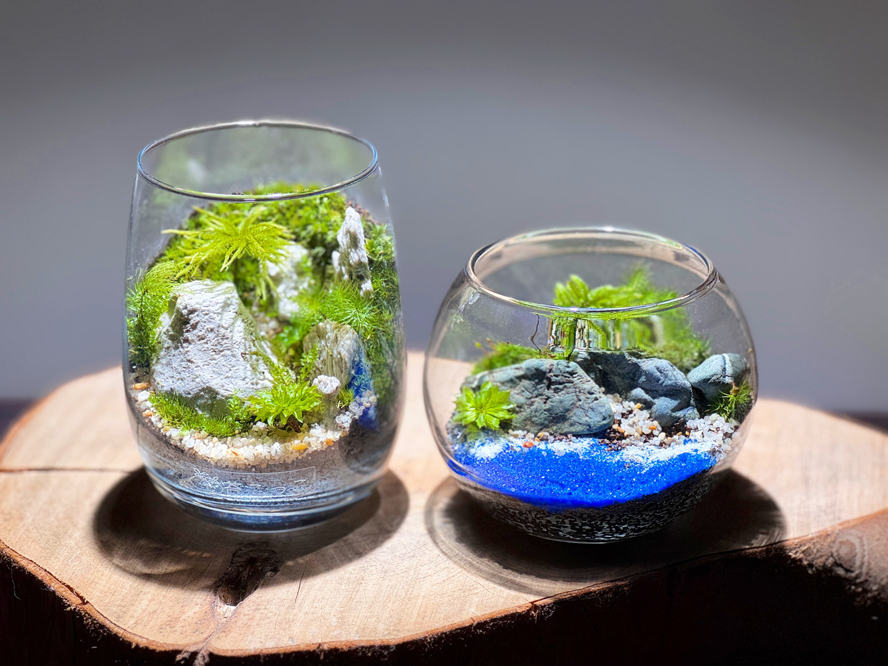 親子でわくわく体験!南海路線2025苔テラリウムを作ろう