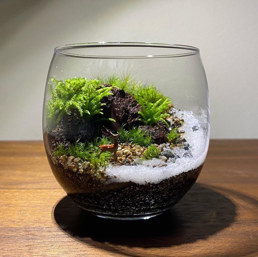 ２０２６年３月  苔テラリウム ワークショップ＆メンテナンス会　in長福寺