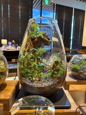 ２０２６年３月  苔テラリウム ワークショップ＆メンテナンス会　in長福寺