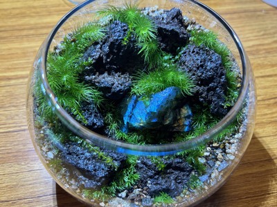 ２０２６年３月  苔テラリウム ワークショップ＆メンテナンス会　in長福寺