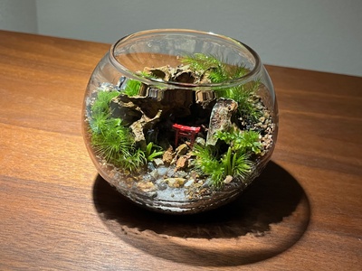 ２０２６年３月  苔テラリウム ワークショップ＆メンテナンス会　in長福寺